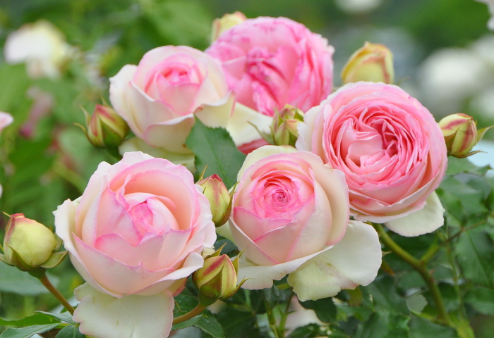 Купить Роза плетистая Пьер Де Ронсар (Эден Роз) Rose climber Pierre De  Ronsard - в питомнике Флорини